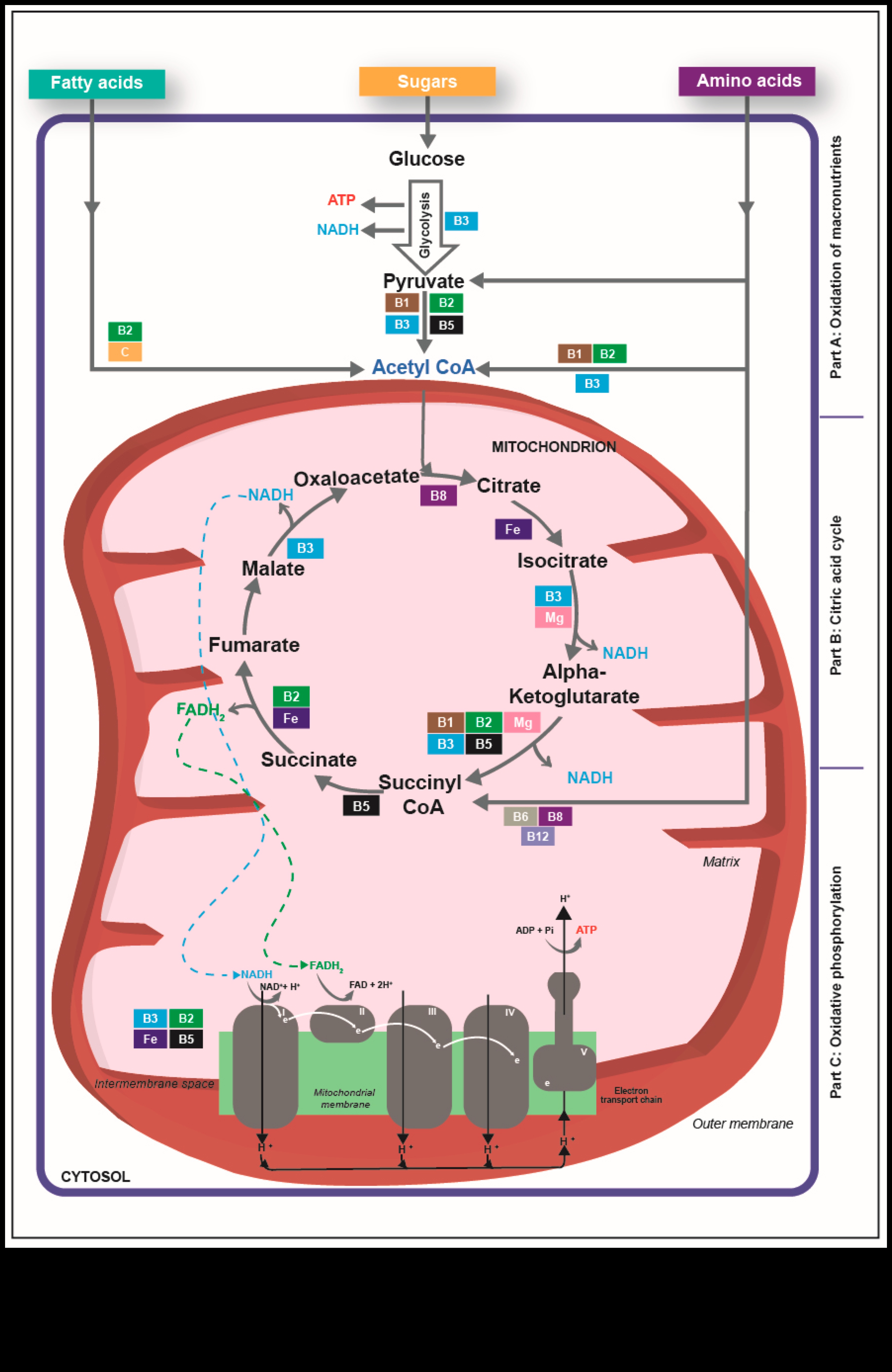 Από τα άτομα στην όρεξη Ένα ταξίδι μέσα από τη δυναμική της διατροφικής βιοχημείας 4 Atoms to Appetite: Understanding Nutrition Biochemistry Dynamics