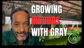 Green Thumb Chronicles: Stories of Successful Garden Care