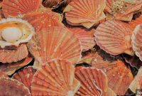 Gourmet Shellfish Recipes for Real Estate Success