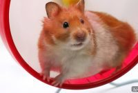 Ditch the Hamster Wheel Master Your Schedule