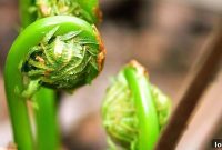 Fiddleheads Herald Spring in Canada