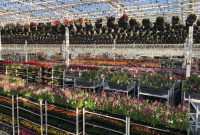 Avison Young Cultivates Pop-Up Garden Centre Revival in Alberta