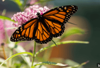 From Homes to Hives: The Fly Home Project’s Fight for Canada’s Pollinators