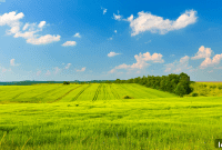Buyer’s failure to obtain severance constituted an anticipatory breach of contract