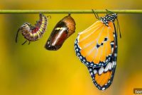 Survival of the Fittest in Real Estate Governance