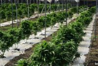 Cannabis Sector Sparks Real Estate Growth, Re/Max Data Reveals