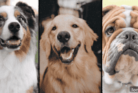 Sit, Stay, Sell: The 5 Dog Personalities Winning the Real Estate Game