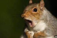 Attic Squirrels: Spring’s Uninvited Guests