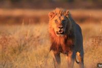 Wildlife’s Property Ladder